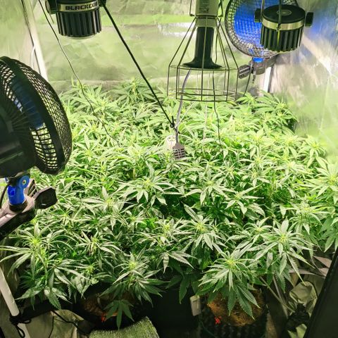 Sweet Amnesia Haze #3 growlog photo: Día 10 Flora 