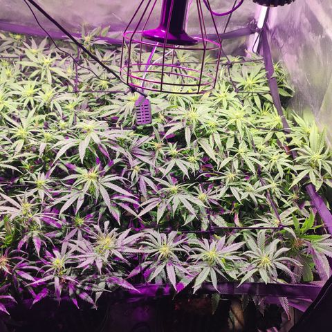 Sweet Amnesia Haze #3 growlog photo: Poda final de bajos 