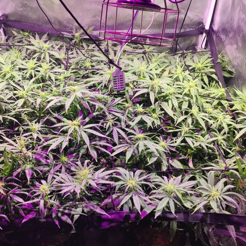 Sweet Amnesia Haze #3 growlog photo: Poda final de bajos 