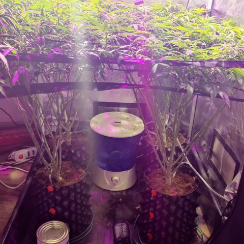 Sweet Amnesia Haze #3 growlog photo: Poda final de bajos 