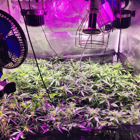Sweet Amnesia Haze #3 growlog photo: Poda final de bajos 