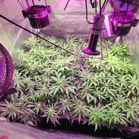 Sweet Amnesia Haze #3 growlog timeline photo