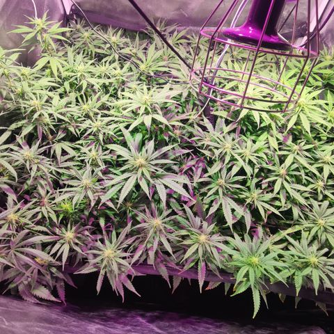 Sweet Amnesia Haze #3 growlog timeline photo