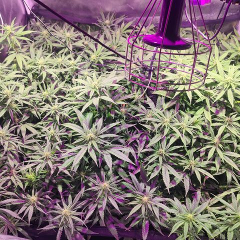 Sweet Amnesia Haze #3 growlog timeline photo