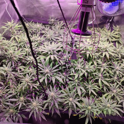 Sweet Amnesia Haze #3 growlog timeline photo