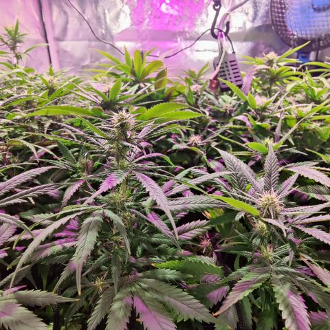 Sweet Amnesia Haze #3 growlog timeline photo