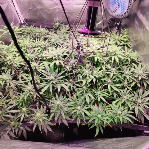Sweet Amnesia Haze #3 growlog timeline photo