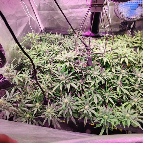 Sweet Amnesia Haze #3 growlog timeline photo