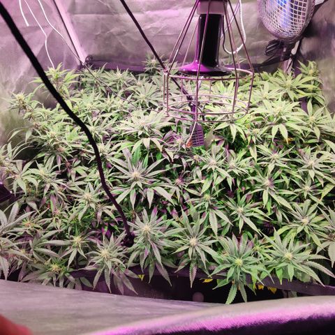 Sweet Amnesia Haze #3 growlog timeline photo