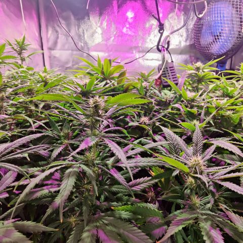 Sweet Amnesia Haze #3 growlog timeline photo