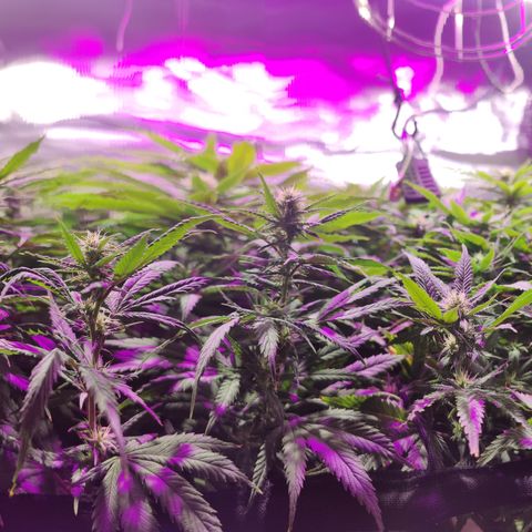 Sweet Amnesia Haze #3 growlog timeline photo