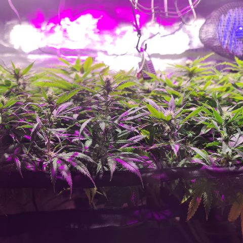 Sweet Amnesia Haze #3 growlog timeline photo