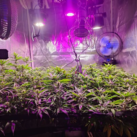 Sweet Amnesia Haze #3 growlog timeline photo