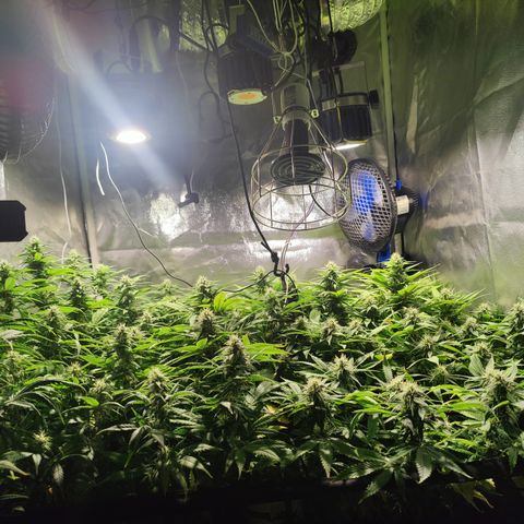 Sweet Amnesia Haze #3 growlog timeline photo