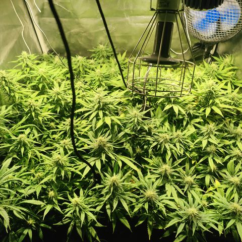 Sweet Amnesia Haze #3 growlog timeline photo