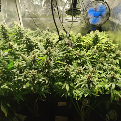 Sweet Amnesia Haze #3 growlog timeline photo