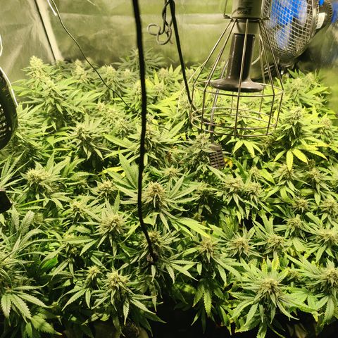 Sweet Amnesia Haze #3 growlog timeline photo