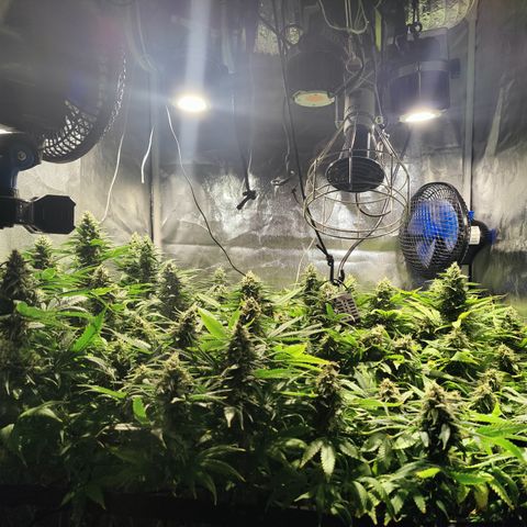 Sweet Amnesia Haze #3 growlog timeline photo