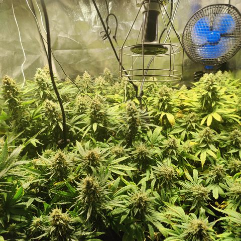 Sweet Amnesia Haze #3 growlog timeline photo
