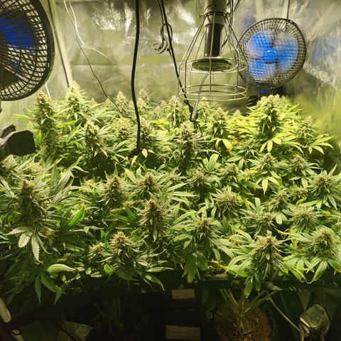 Sweet Amnesia Haze #3 growlog timeline photo