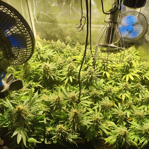 Sweet Amnesia Haze #3 growlog timeline photo