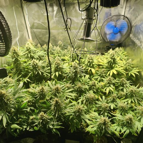Sweet Amnesia Haze #3 growlog timeline photo