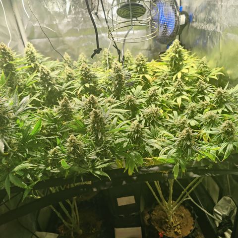 Sweet Amnesia Haze #3 growlog timeline photo