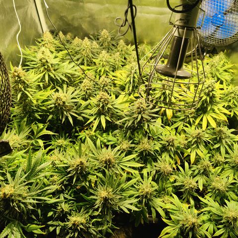 Sweet Amnesia Haze #3 growlog timeline photo