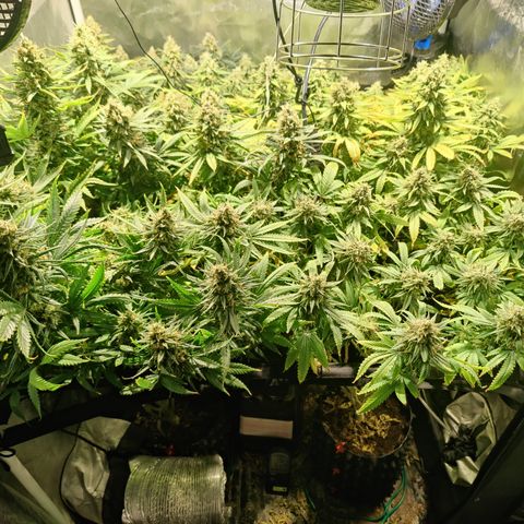 Sweet Amnesia Haze #3 growlog timeline photo