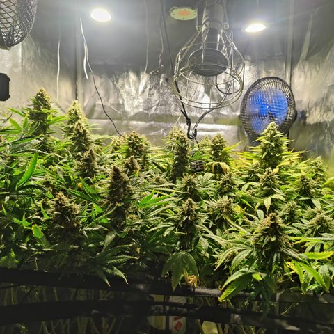 Sweet Amnesia Haze #3 growlog timeline photo