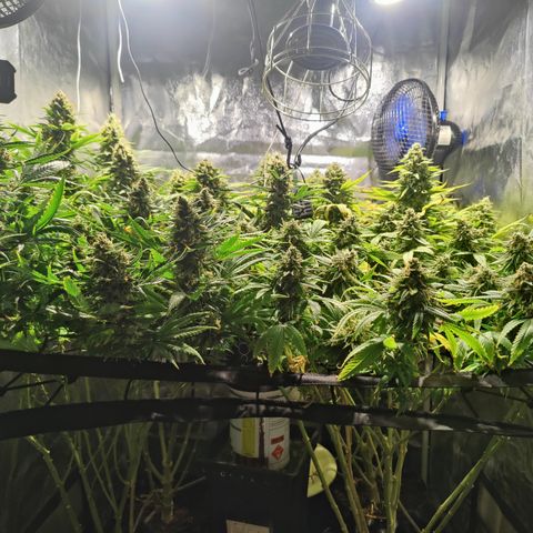 Sweet Amnesia Haze #3 growlog timeline photo
