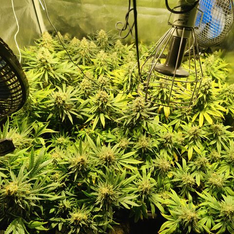 Sweet Amnesia Haze #3 growlog timeline photo