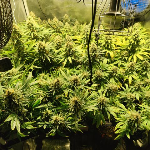 Sweet Amnesia Haze #3 growlog timeline photo