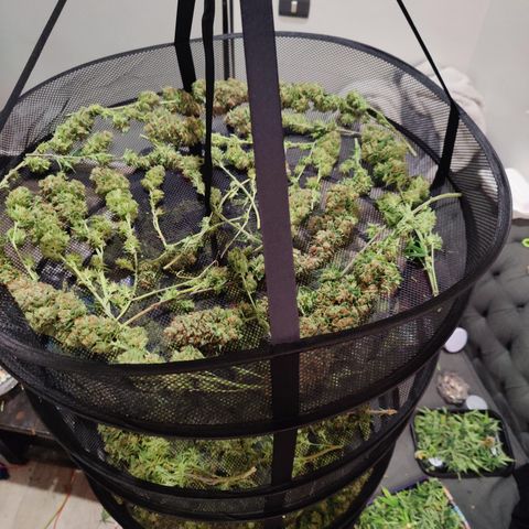 Sweet Amnesia Haze #3 growlog timeline photo