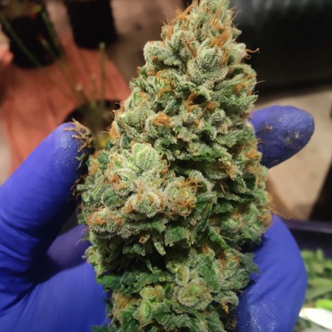 Sweet Amnesia Haze #3 growlog timeline photo