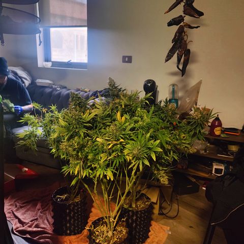 Sweet Amnesia Haze #3 growlog timeline photo