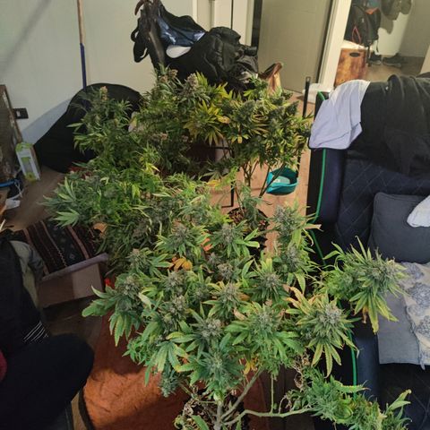Sweet Amnesia Haze #3 growlog timeline photo
