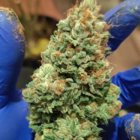 Sweet Amnesia Haze #3 growlog timeline photo