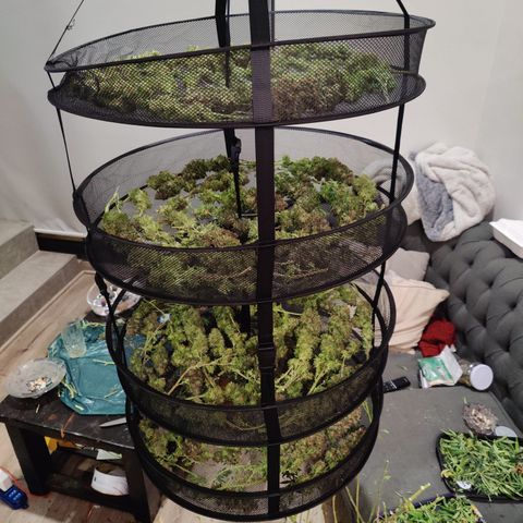 Sweet Amnesia Haze #3 growlog timeline photo