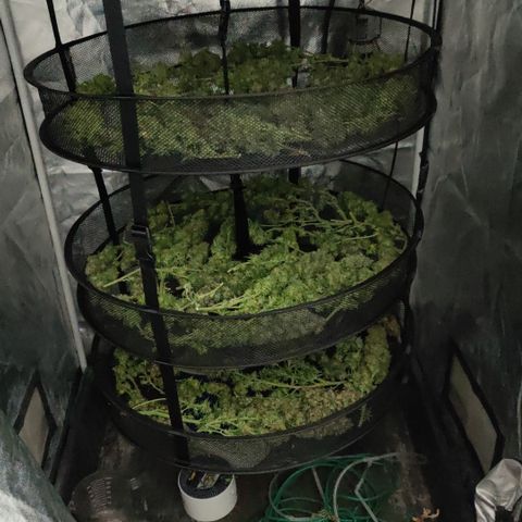 Sweet Amnesia Haze #3 growlog timeline photo