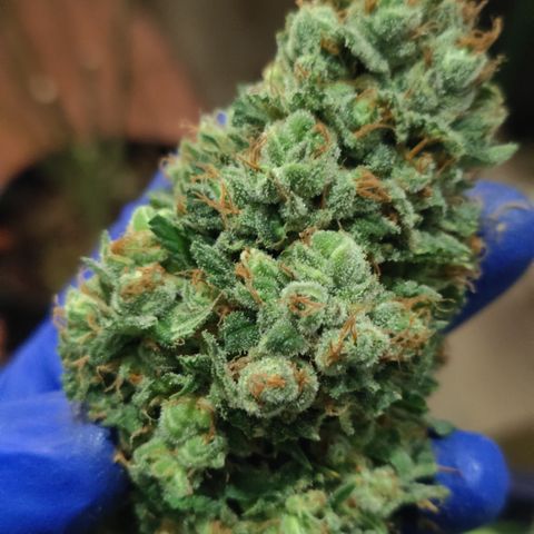 Sweet Amnesia Haze #3 growlog timeline photo
