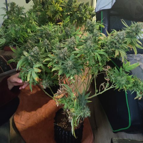Sweet Amnesia Haze #3 growlog timeline photo