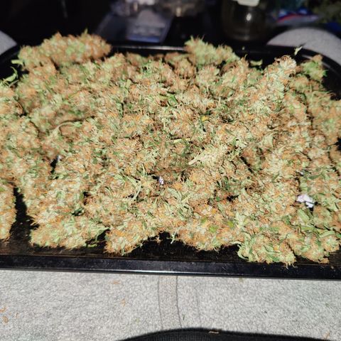 Sweet Amnesia Haze #3 growlog timeline photo