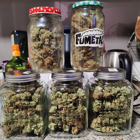 Sweet Amnesia Haze #3 growlog timeline photo