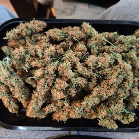 Sweet Amnesia Haze #3 growlog timeline photo