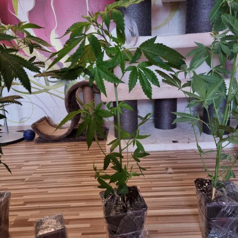 🌹 growlog timeline photo
