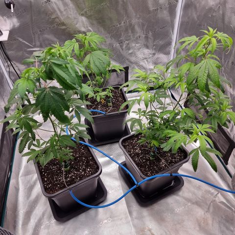 Foto do growlog de 💣: in 14L Vierkanttöpfe mit 2/3 Dope Soil + 1/3 Floragard Growsubstrat gesetzt & erstmalig ein Bewässerungssystem (Tropf-Blumat) angeschlossen