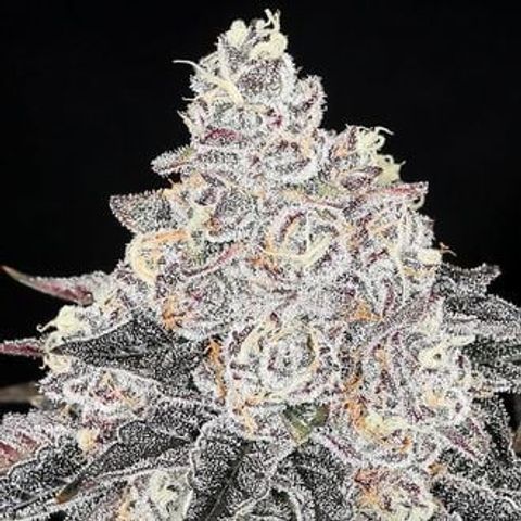 🍒 growlog timeline photo