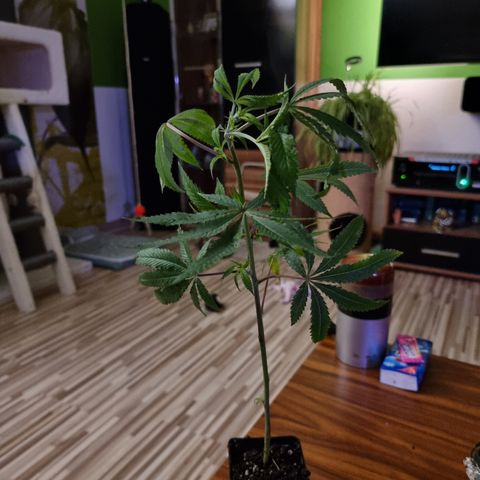 🍒 growlog timeline photo