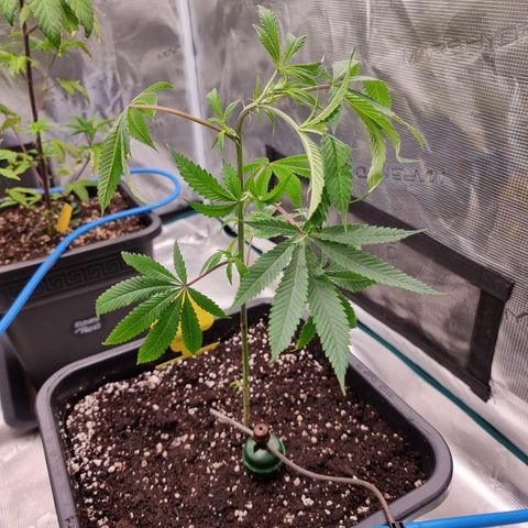 🍒 growlog timeline photo